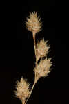 Shortbeak sedge